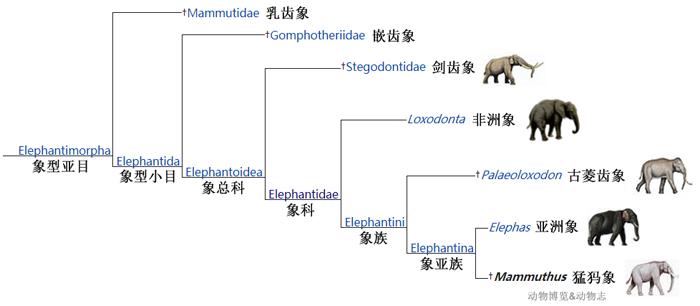 猛犸象和剑齿虎有人类吗,世界上真的有猛犸象和剑齿虎吗