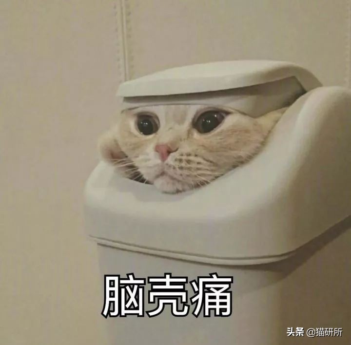 卫仕营养膏直接给猫咪喂着吃吗,猫咪营养膏每天喂多少