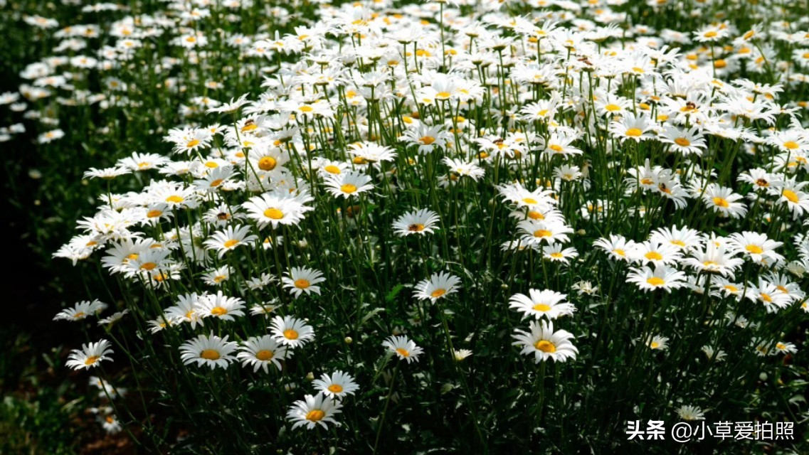 威海十一月羊亭公园,推荐一个好地方威海羊亭公园