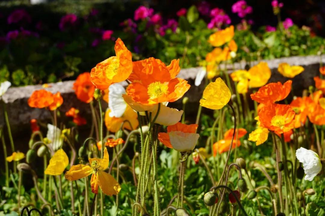 瞧！这花花世界谁不爱