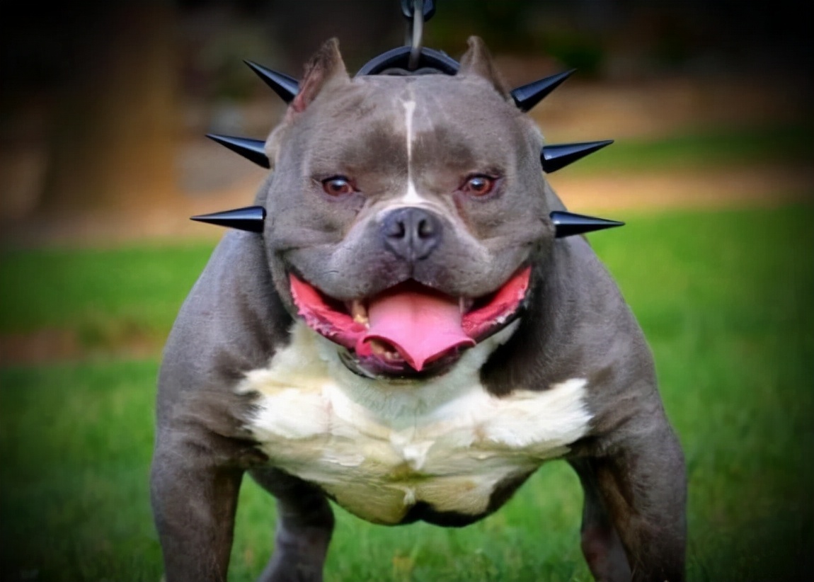 全国最受欢迎的10种狗狗,超级金贵的狗狗你知道几种