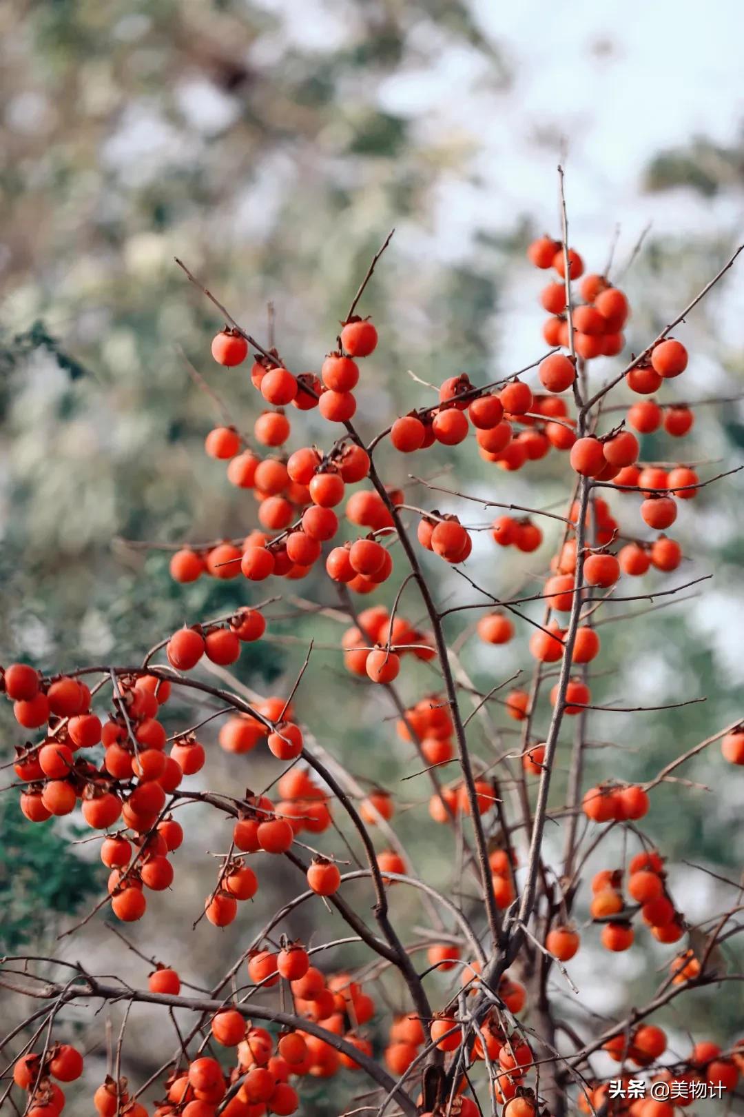 柿子红了人像摄影,柿子红了