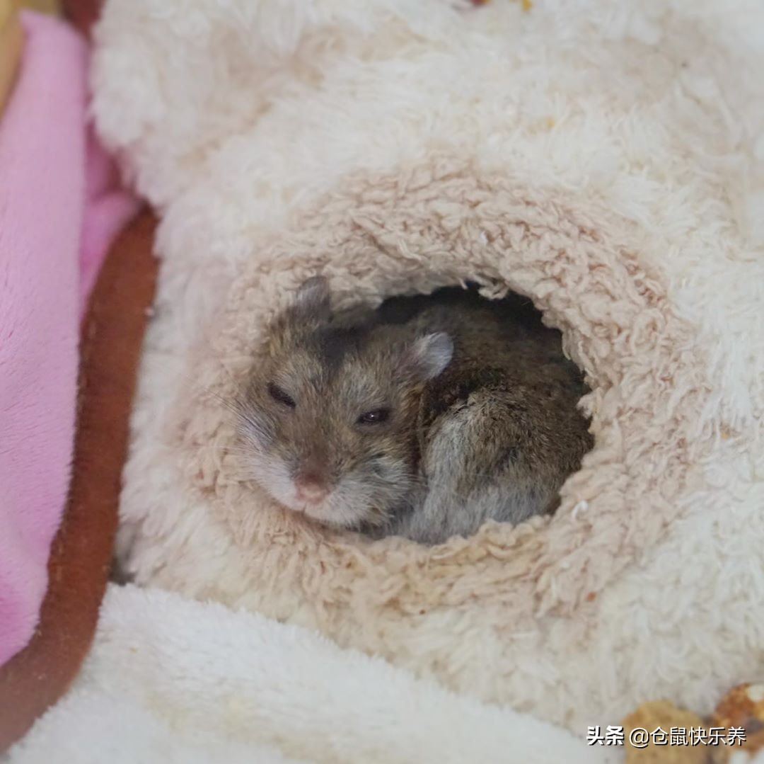 仓鼠缺衣少食谁的错？冬天快到了，请别让你家鼠鼠过得这么寒碜