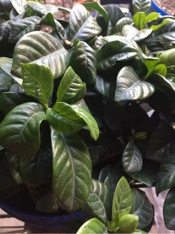 栀子花会变“魔法”，1根枝条长出1盆花，开花洁白味道香