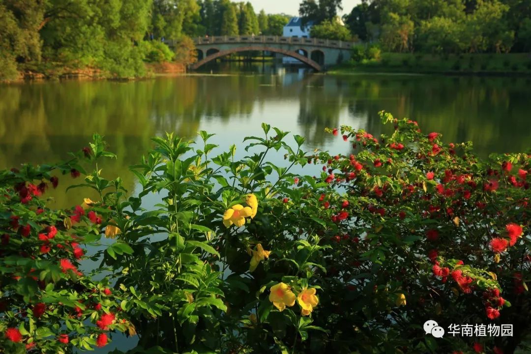 秋日识花：可爱紫红爱明黄