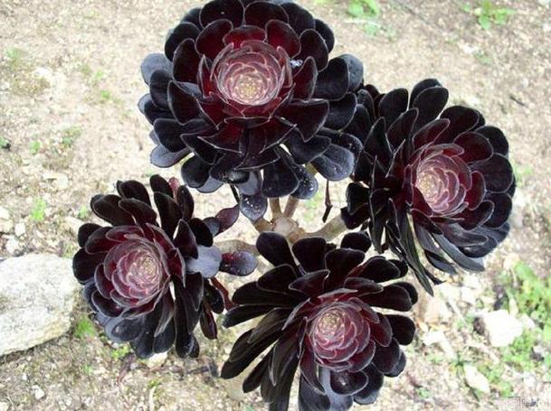 多肉怎么养成妖桩或悬崖桩,多肉老桩20多天可以露养吗