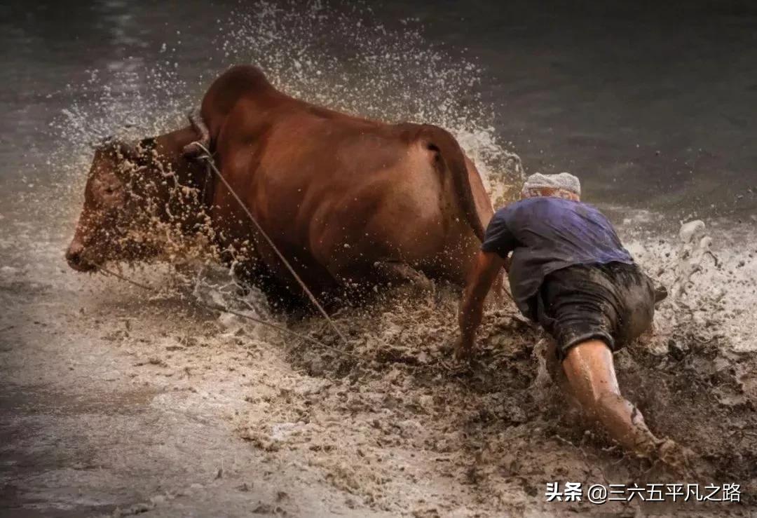 2021年是辛丑寡妇年，俗语“牛遇寡妇，四马驮谷”，啥意思？