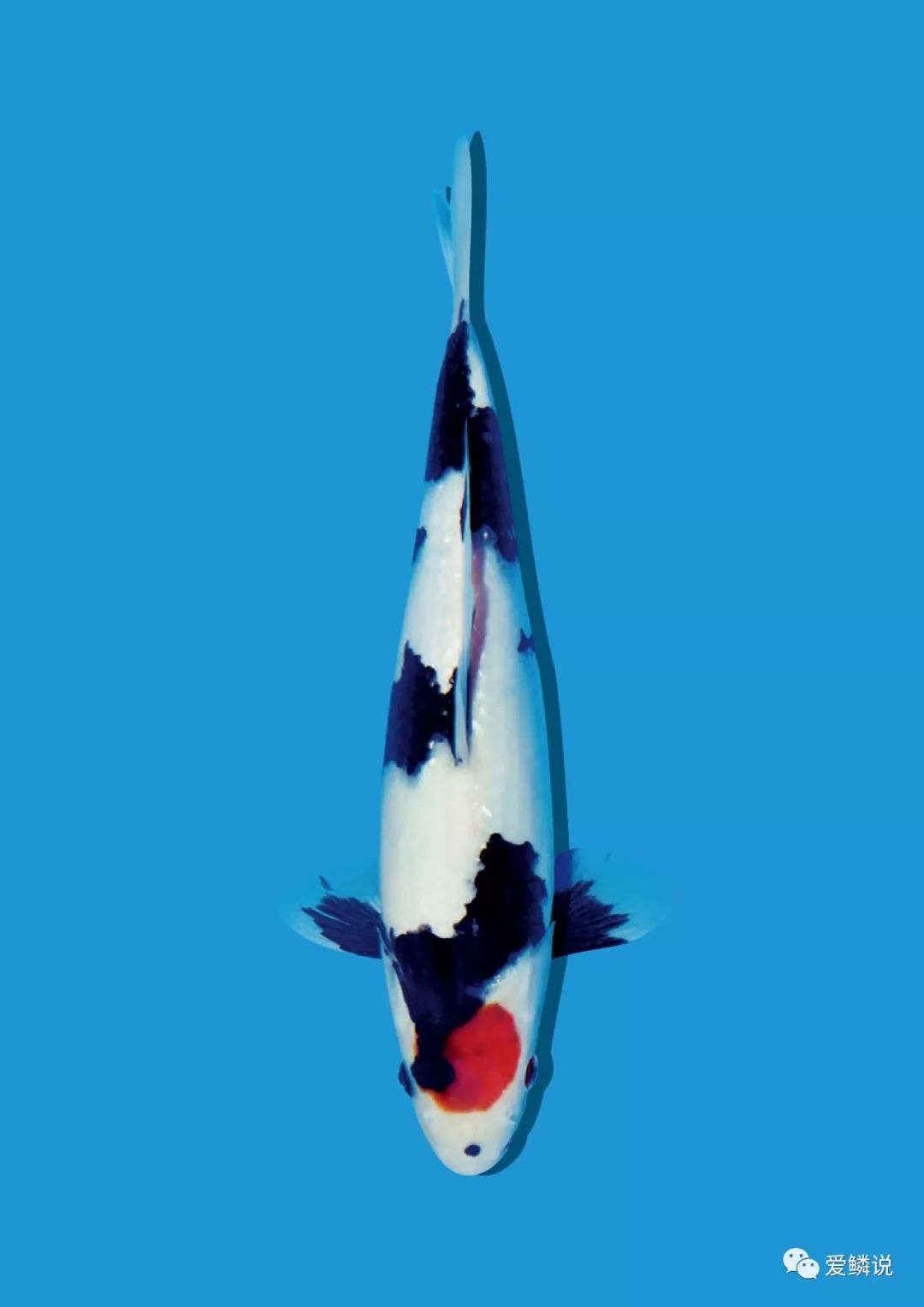 秋天锦鲤怎么杀虫喂什么饲料好,秋天到了怎样做才能健康的贴秋膘