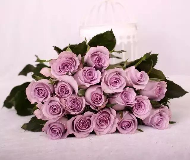 给大家介绍一下玫瑰品种,玫瑰的品种及特点介绍