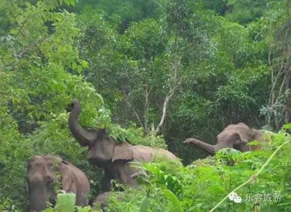 西双版纳最著名的旅游景点,西双版纳旅游景点排行榜第几