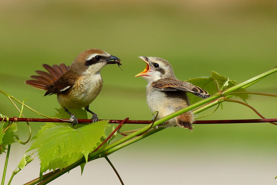 五年级期末写人作文得分技巧,五年级作文写作技巧写人