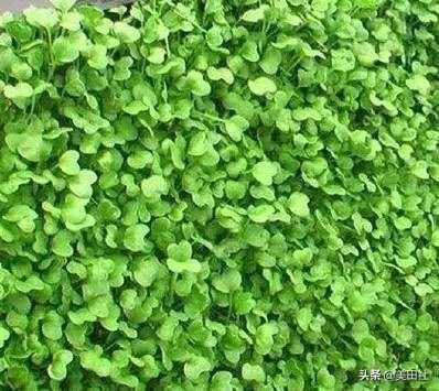 怎样在纸上种菜,纸上种菜的技术很简单