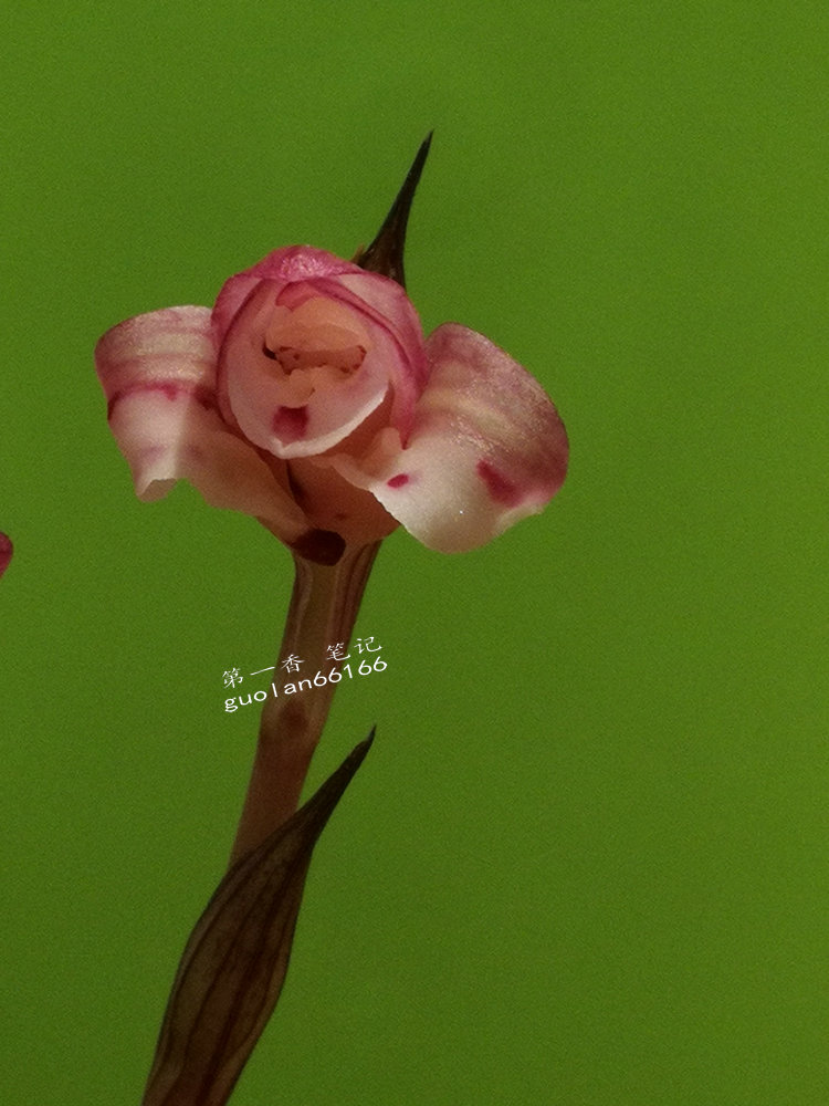 娇美可人的凤冠由来图片,娇美可人的凤冠图片