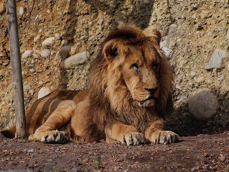 平头哥蜜獾的攻击方式,平头哥蜜獾体型