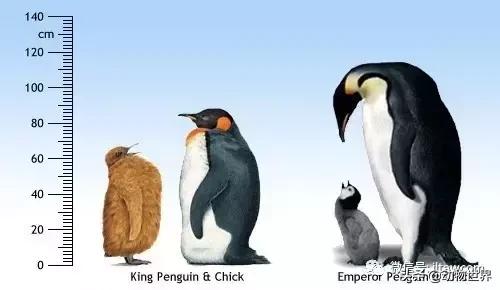 企鹅没有毛还能生活在北极,企鹅没有冰能生活吗