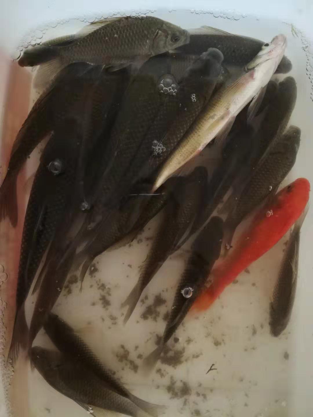 冬季钓鱼选什么添加剂,冬季钓鱼用什么添加剂最好