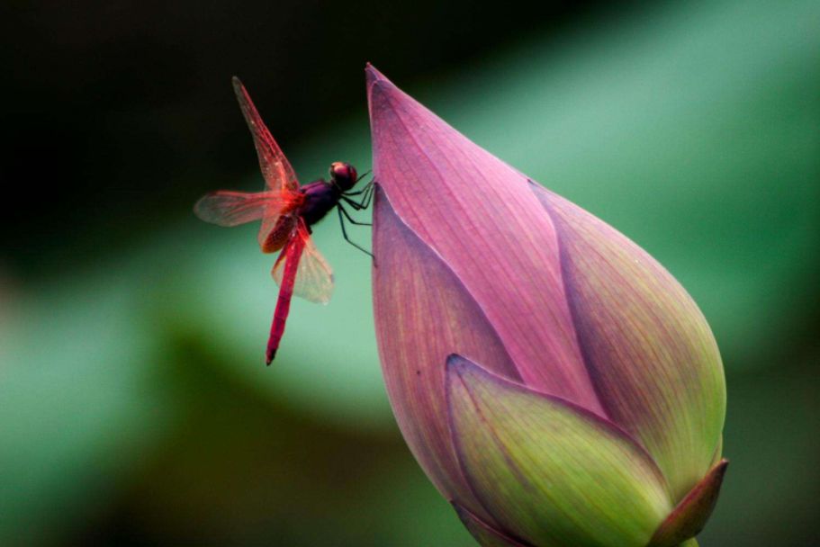 美丽的蜻蜓诗句,描写蜻蜓的诗句古诗大全