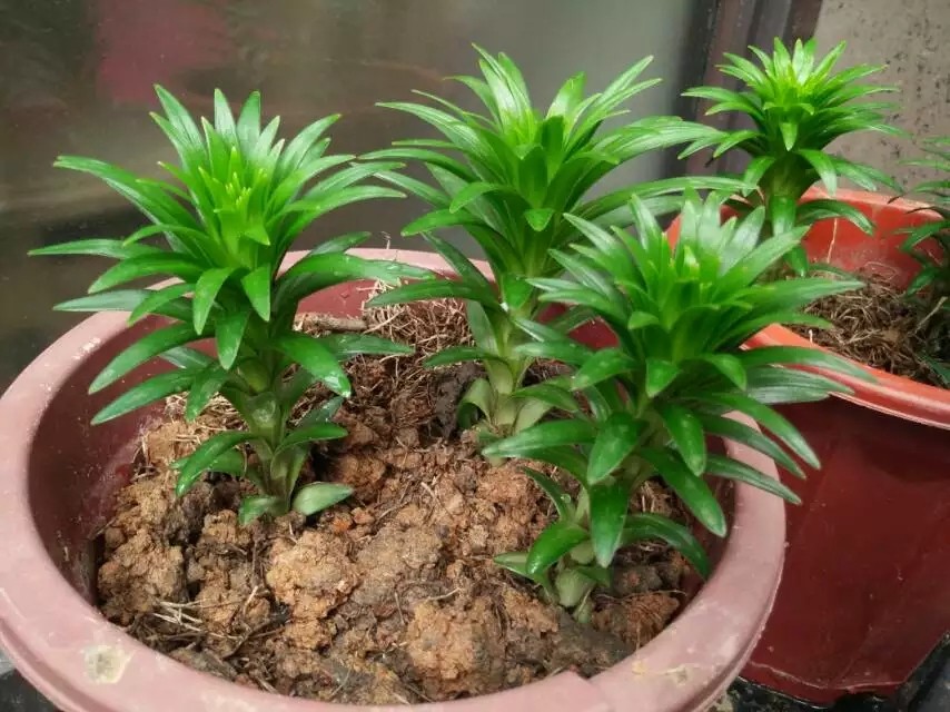 香水百合哪一个种类最漂亮又好养,香水百合怎么养能让香味更足