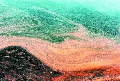 海藻的任性,海藻的执着