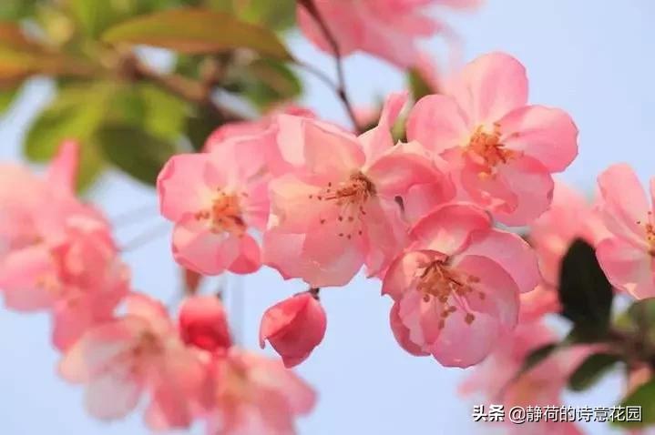 春日咏海棠经典诗词,咏海棠十首诗解析