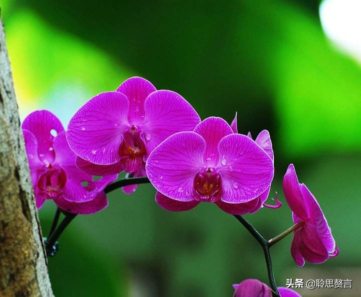 蝴蝶花的诗句大全,蝴蝶花诗句经典名句