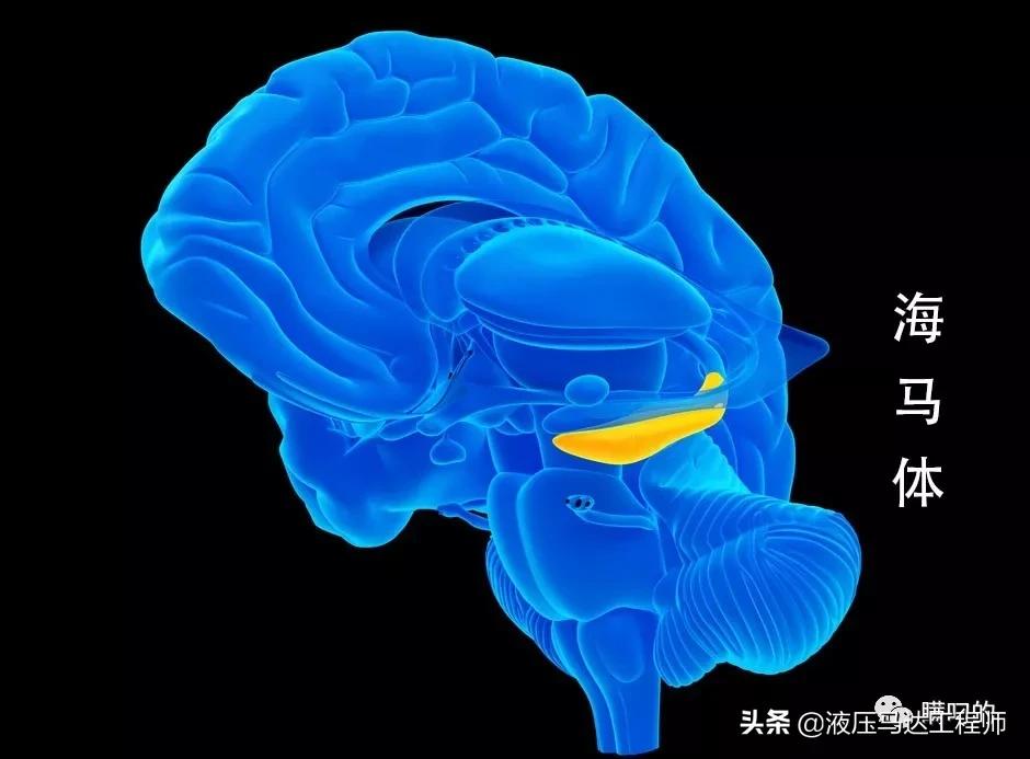 马斯克脑机接口如何实现意识永生,马斯克的人类脑机接口即将实现