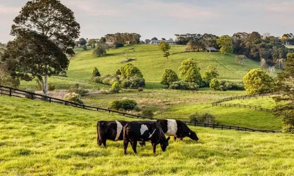 牛排中间的红色血液可以吃吗,牛排的血水能吃吗