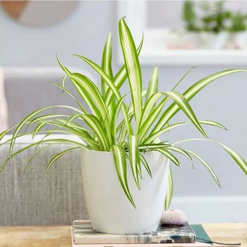 花卉吊兰100种,吊兰绿植盆栽第一名