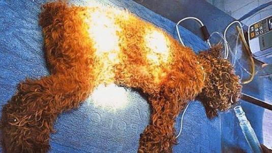 泰迪犬拉稀有什么方法治,泰迪犬吃羊奶拉稀怎么办