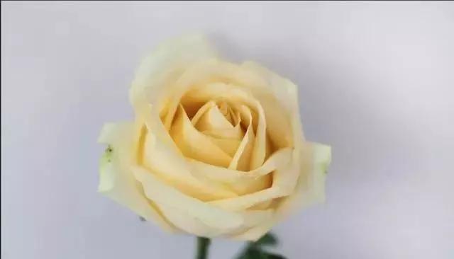 100种玫瑰花品种大全,玫瑰花有哪些品种大全