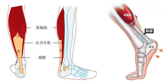 易建联跟腱受伤全过程,易建联注意保护跟腱