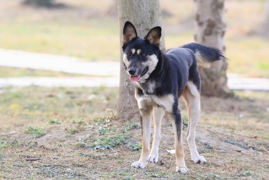 养狗的十大原则,家里养狗真能旺家吗
