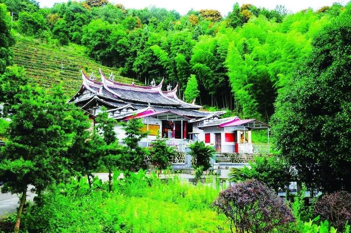 永春佛手茶对比铁观音,永春佛手茶和铁观音茶的区别