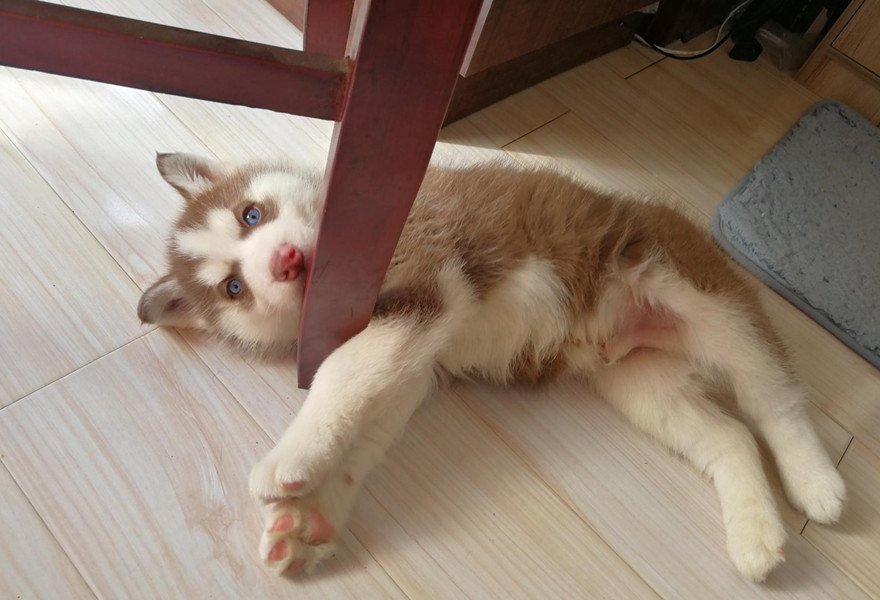 熊猫是全世界最受欢迎的动物,熊猫是世界最受欢迎的动物吗