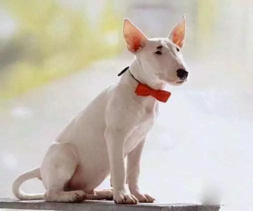 45种狗狗,45种狗狗很难得一见你认识几种