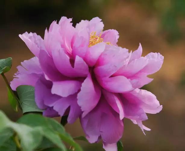 最美牡丹花与诗,牡丹最美诗词