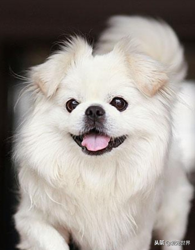 小型犬最可爱可以梳辫的,小型长毛犬可以扎辫子