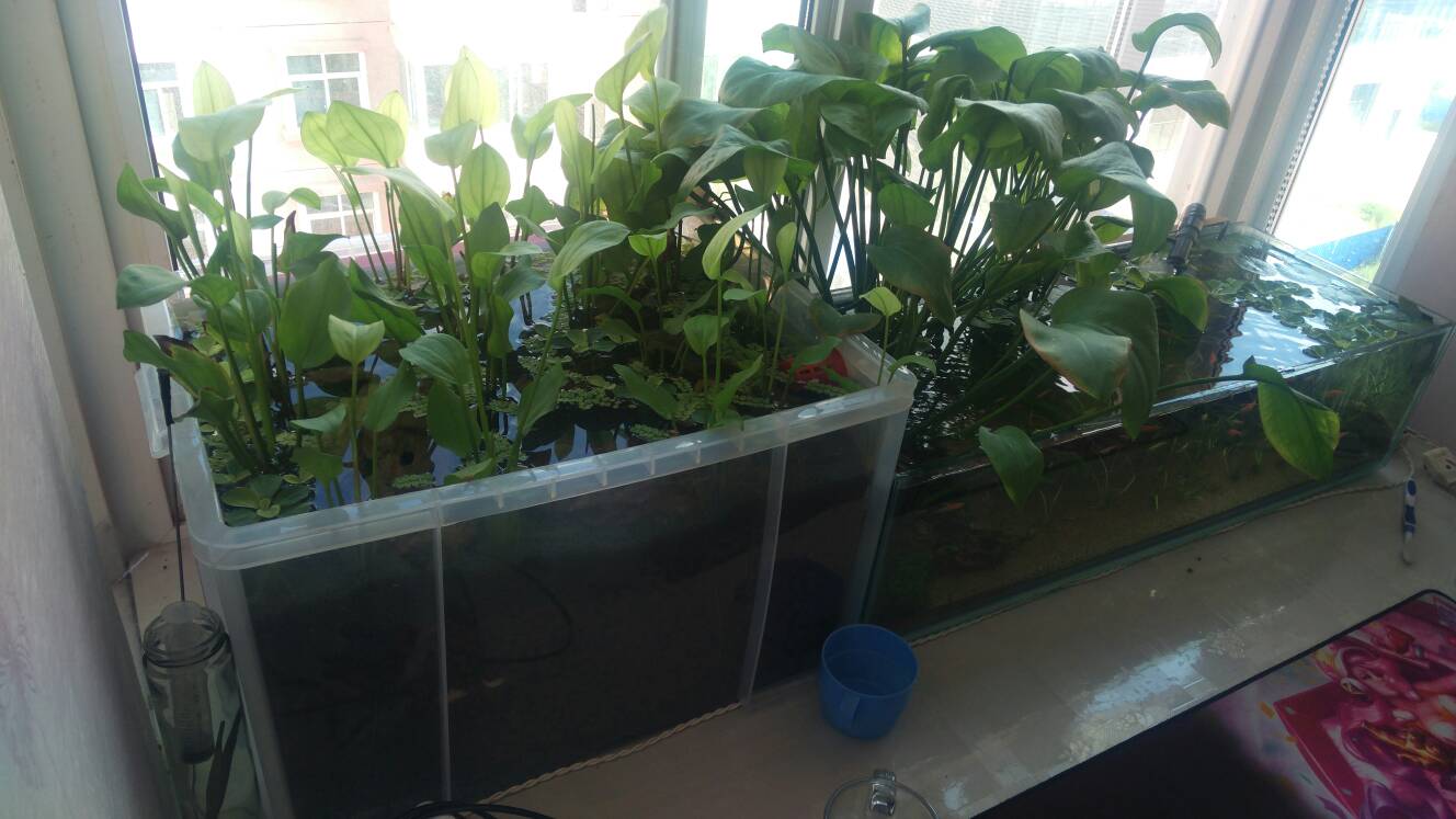 沼泽过滤鱼缸怎么开缸,沼泽缸开缸教程