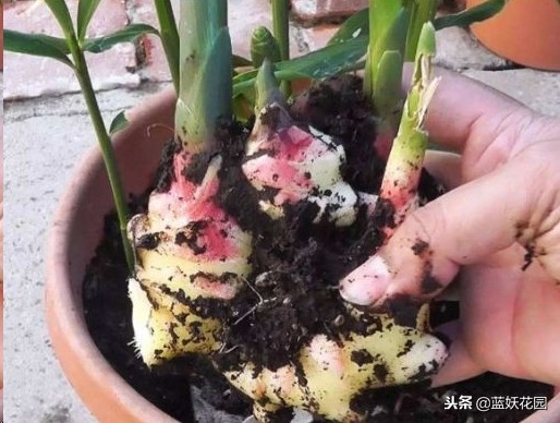 吃剩生姜,吃剩的姜扔土里