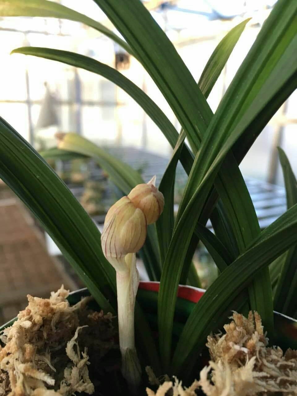 1万元兰花春剑,掉价最厉害的春剑精品