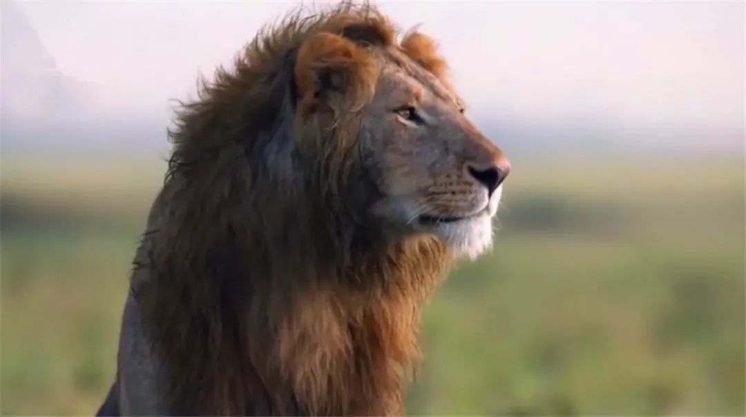 年幼狮子被非洲鬣狗包围，幸好兄弟及时赶来营救，获救后撒娇感谢