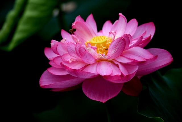 最美的荷花诗句,一起赏荷花的诗词歌赋