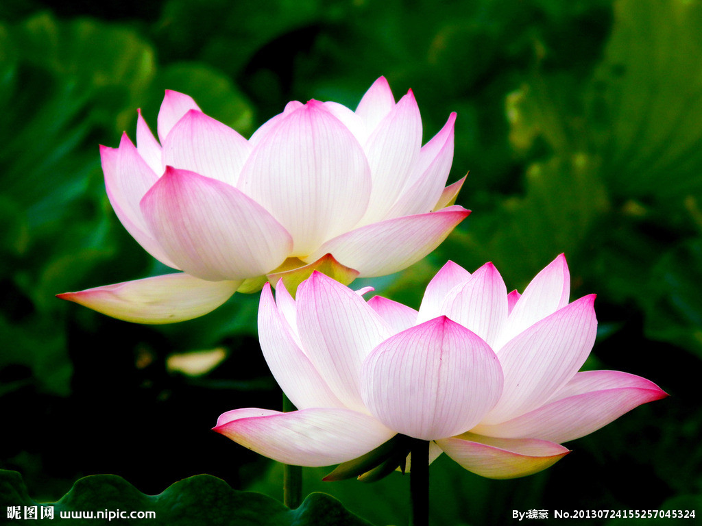 佛教修莲花,佛教与莲花图片大全