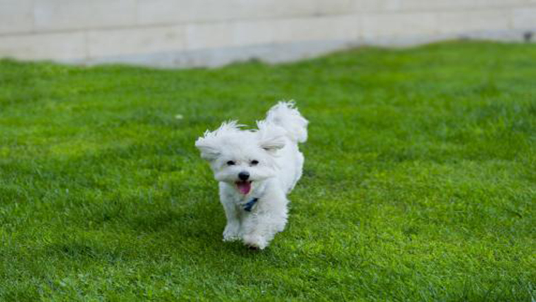 领养狗狗可以挑选品种和年龄么,领养狗狗要领养什么样子的好