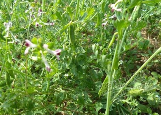 农村种药材哪个品种好,什么品种的药材最值得种植