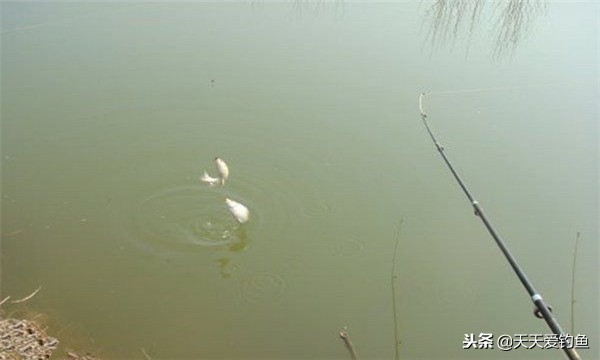 冬季岸筏串钩钓鲫鱼,冬季串钩鲫鱼哪种钩好