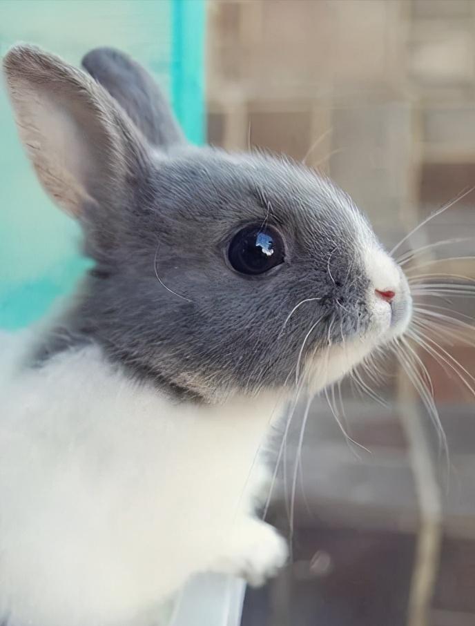 属兔的一线女明星,这四位女明星谁年轻时更漂亮