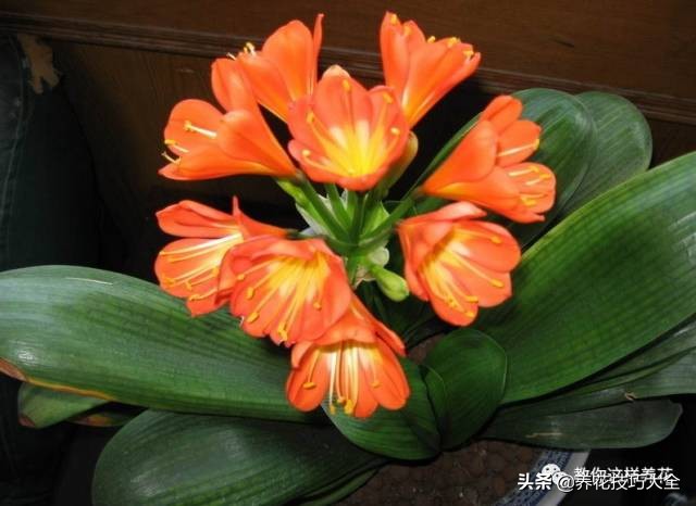 君子兰这样浇水，叶绿花大色更艳，一年能长6片叶