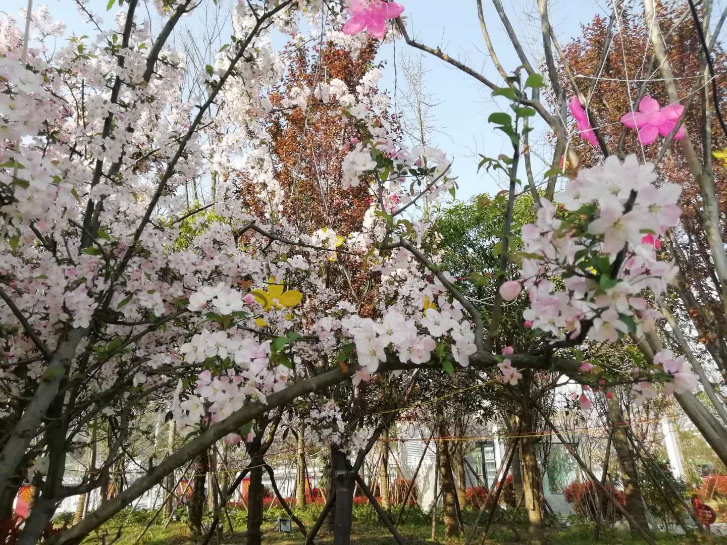 二十四节气春分食谱,二十四节气春分