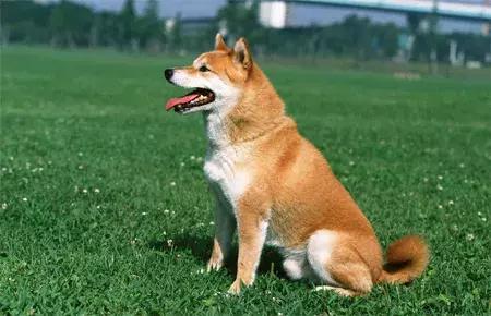 乖巧可爱的柴犬狗品种大全,爱蹦迪的柴犬狗品种有哪些